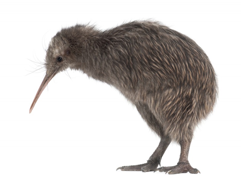 kiwi-animal